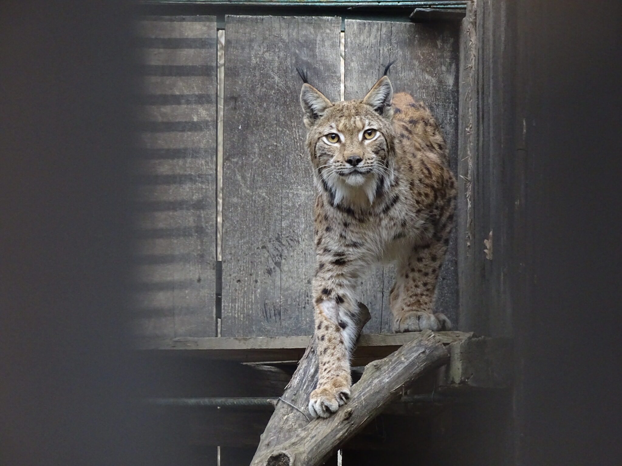 The first Romanian lynx!