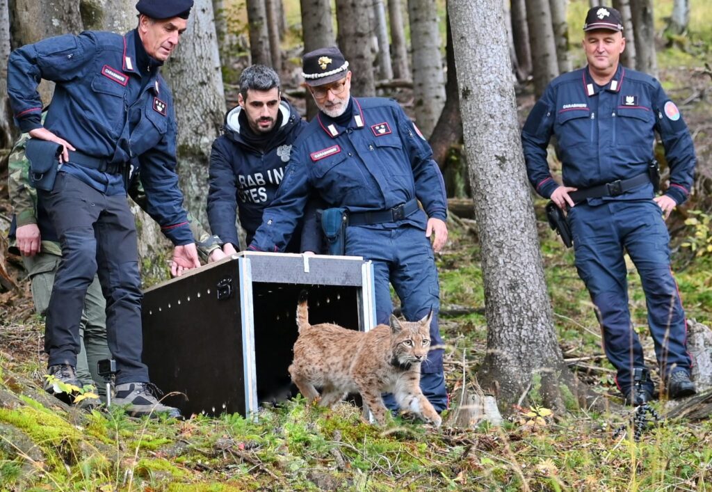 Lynx Luna jumps out of her transport box in Tarvisio © Renato Pontarini