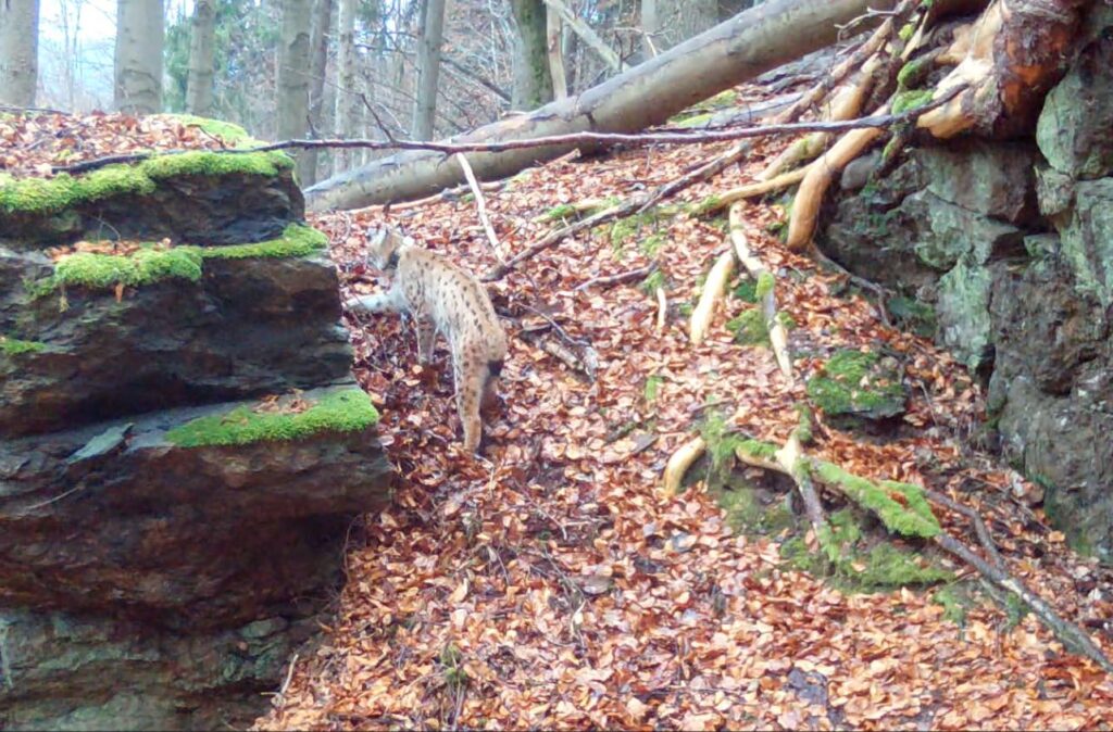 Das Foto einer Wildkamera zeigt Luchsweibchen Nova, wie sie zwischen zwei großen Felsen einen Hang hinaufläuft; Westerzgebirge, Sachsen.