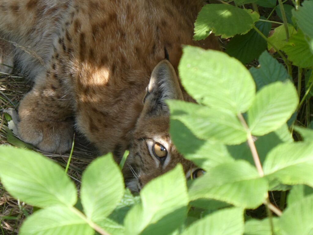 Luchs Carlo im Soft-Release-Gehege