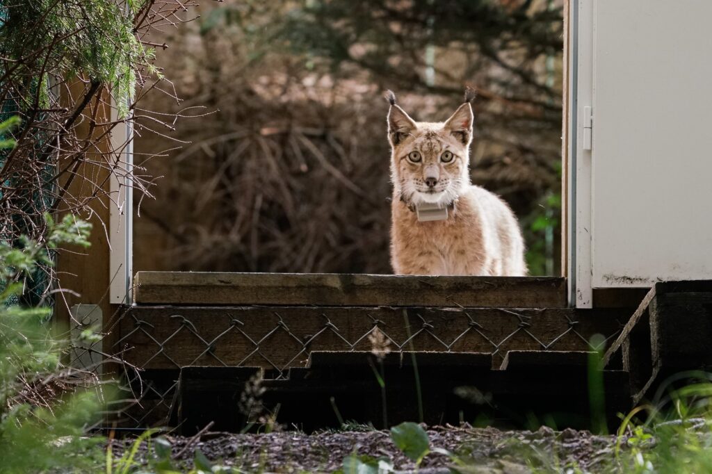 Luchs Baron