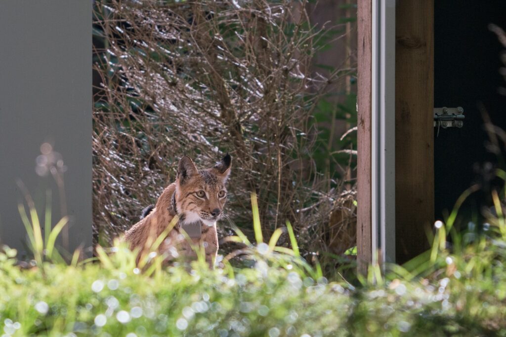 Luchs Carlo