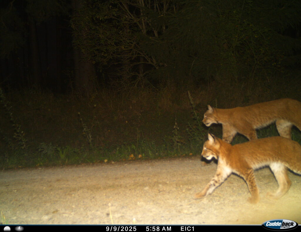 Das Foto einer Wildkamera zeigt einen weiblichen Luchs im Thüringer Eichsfeld mit einem Jungtier (September 2025).