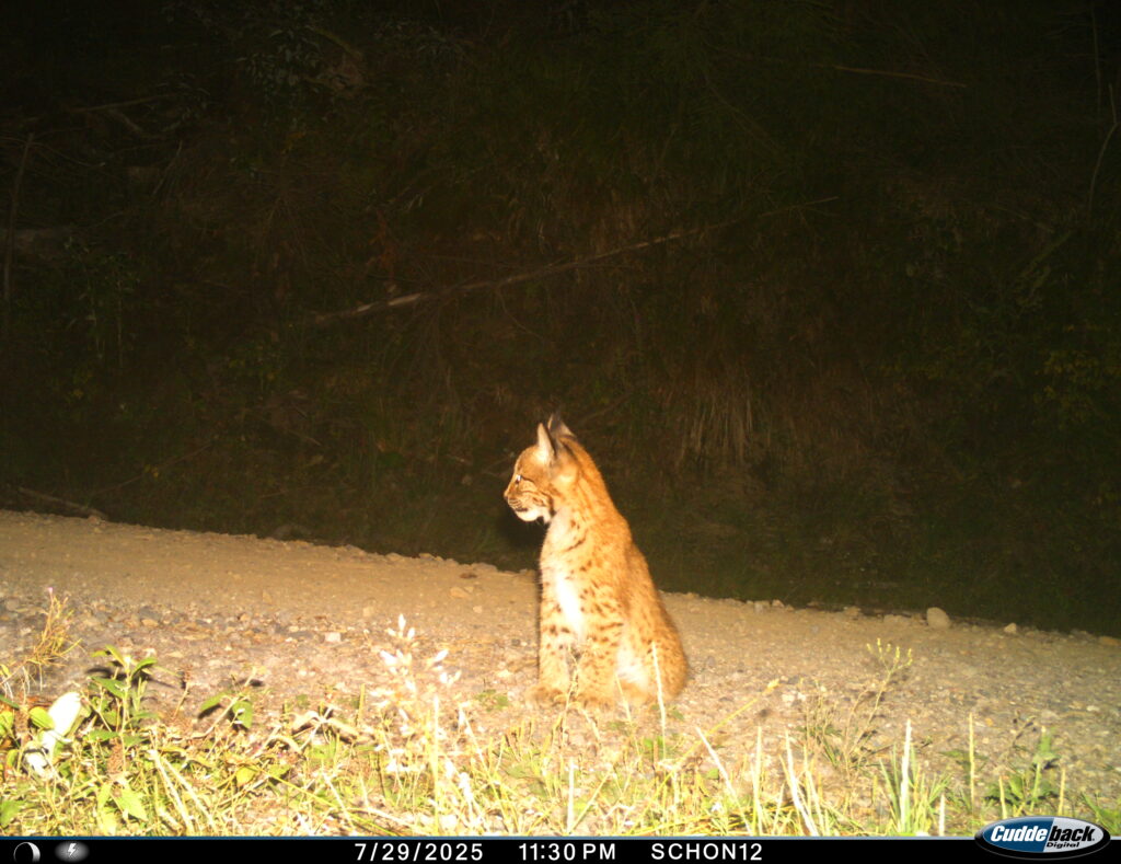 Luchsjunges im Thüringer Wald © Luchs Thüringen